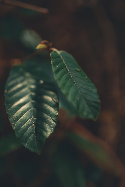 叶子的特写照片 · 免费素材图片