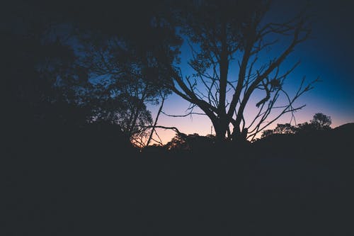 在黎明时树的剪影 · 免费素材图片