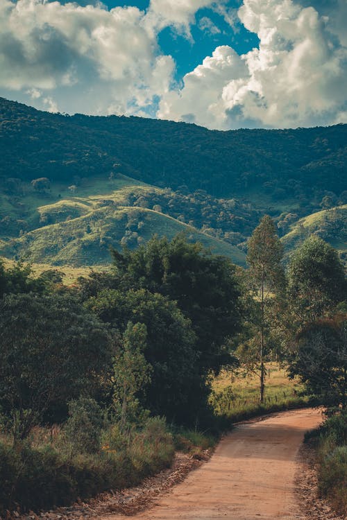 绿树 · 免费素材图片