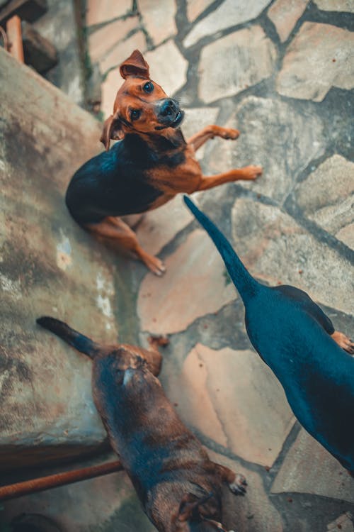 棕色的成年狗 · 免费素材图片