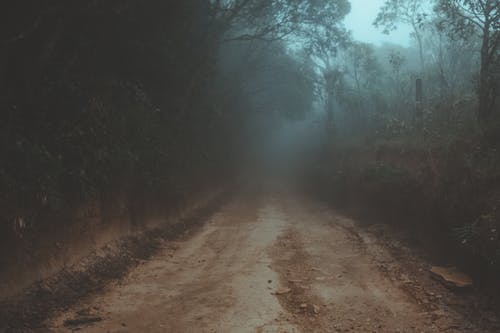 白天有雾的树木和植物之间的污垢轨迹 · 免费素材图片