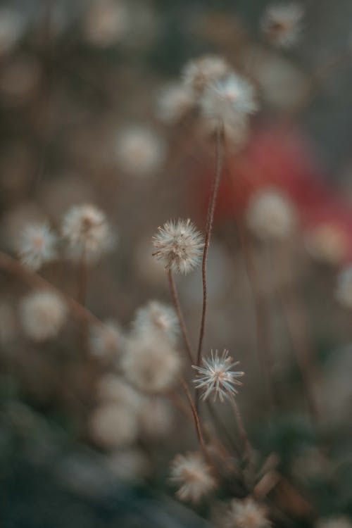 蒲公英花的选择性聚焦摄影 · 免费素材图片