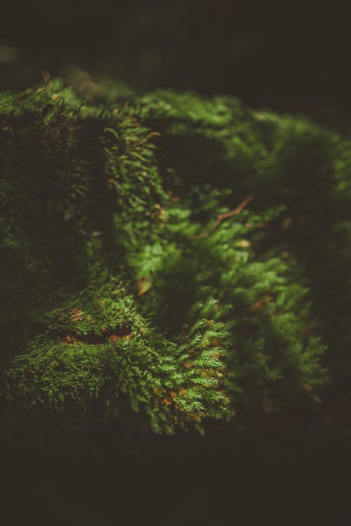 绿藻的特写照片 · 免费素材图片