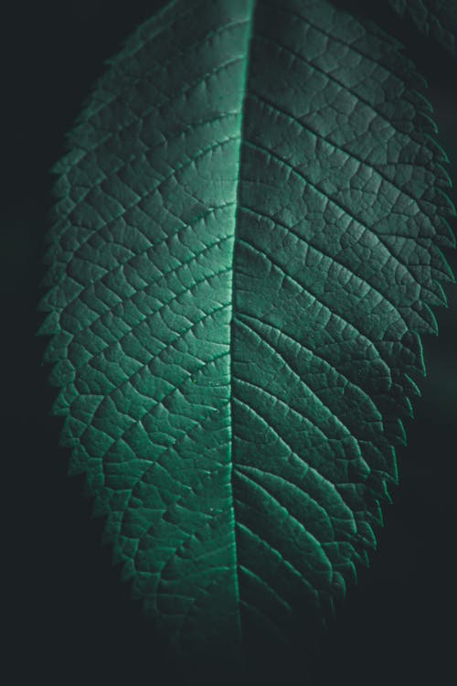 绿叶 · 免费素材图片