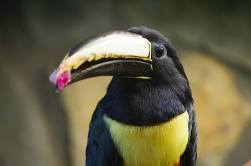 黑色和黄色巨嘴鸟特写摄影 · 免费素材图片