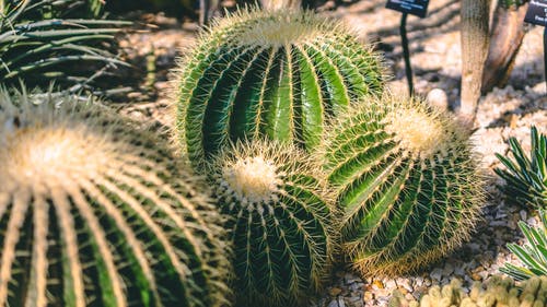 绿色仙人掌植物 · 免费素材图片