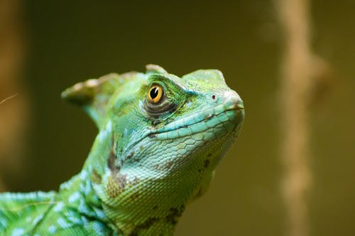 绿蜥蜴 · 免费素材图片