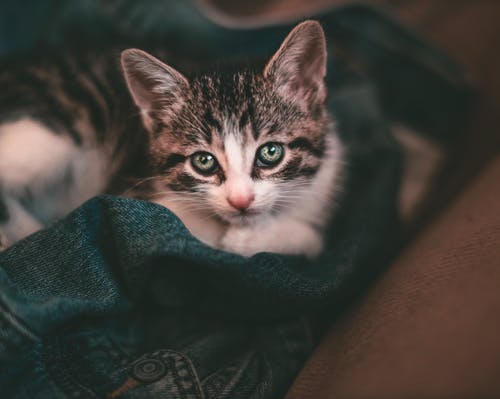 白色和黑色双色小猫 · 免费素材图片