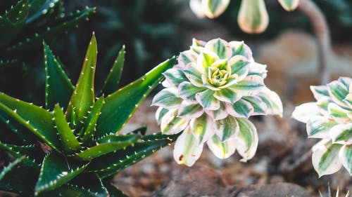 绿色芦荟植物 · 免费素材图片