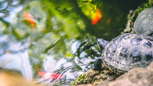 乌龟的选择性聚焦摄影 · 免费素材图片