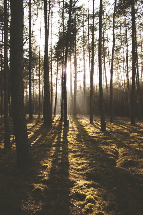 太阳照耀着森林 · 免费素材图片