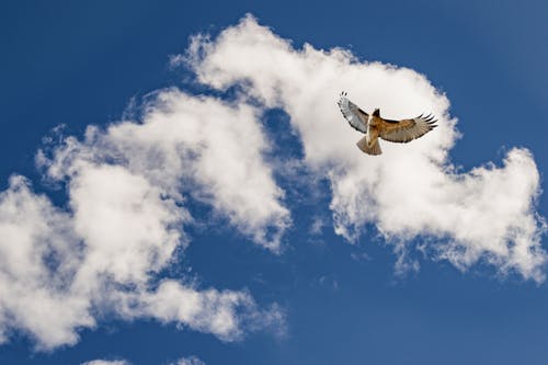 低角度的飞翔的鸟的照片 · 免费素材图片