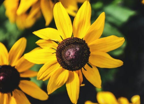 黄色盛开的向日葵 · 免费素材图片