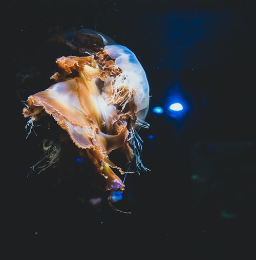 水母的选择性聚焦摄影 · 免费素材图片