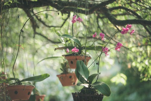 垂悬的粉红色花瓣花 · 免费素材图片