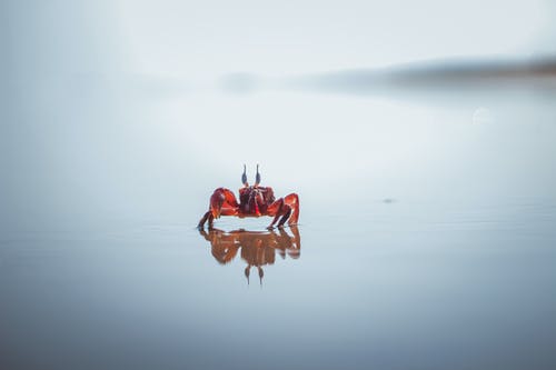 红蟹 · 免费素材图片