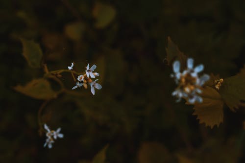 白色花瓣花 · 免费素材图片