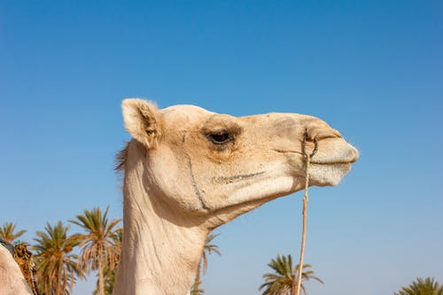 白骆驼 · 免费素材图片