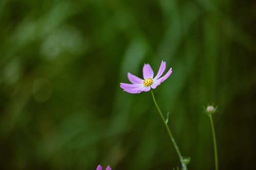有关倾斜移位, 微妙, 新鲜的免费素材图片
