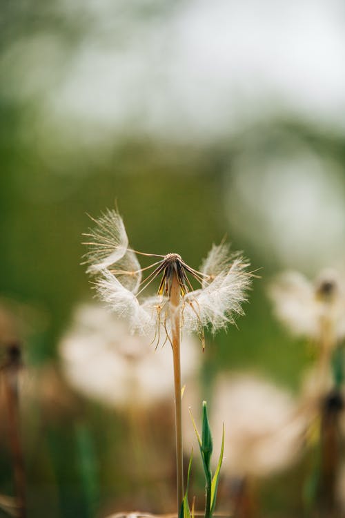 蒲公英 · 免费素材图片