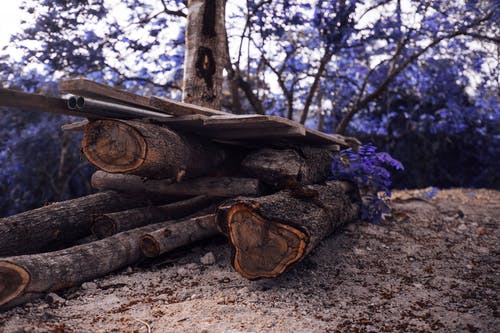 棕树原木 · 免费素材图片