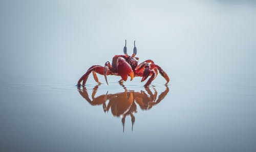 红蟹 · 免费素材图片