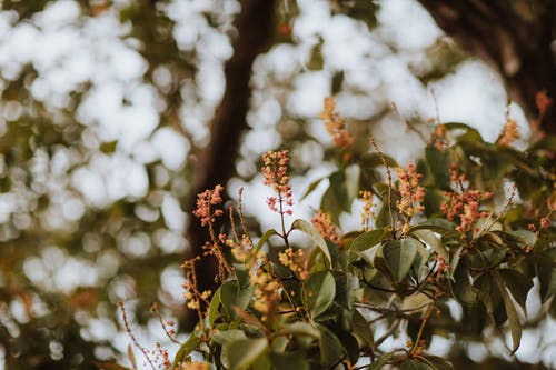 绿叶树 · 免费素材图片