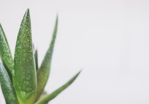 绿蛇植物特写照片 · 免费素材图片