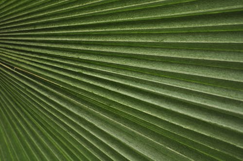 绿叶 · 免费素材图片