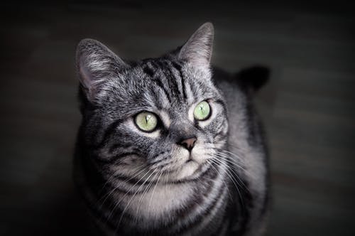 灰色和黑色涂层猫 · 免费素材图片