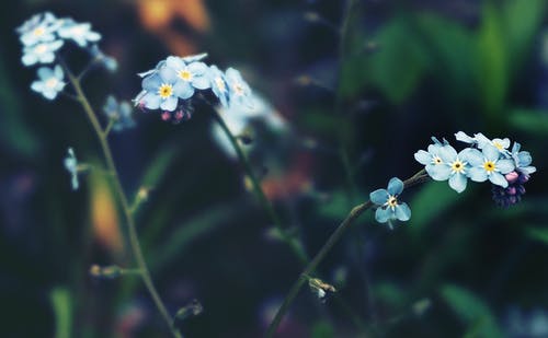白花的选择性聚焦摄影 · 免费素材图片