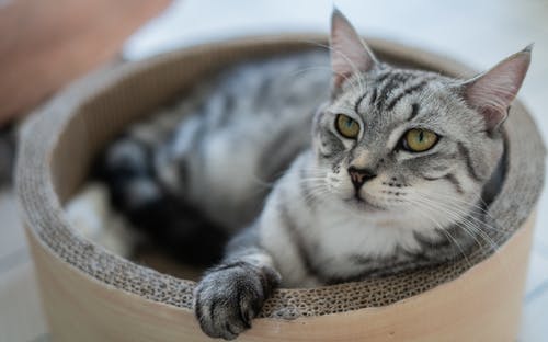 圆形纸板管上的银虎斑猫 · 免费素材图片