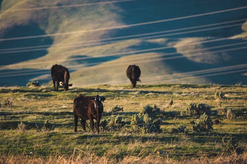 在绿色草地上的三头牛 · 免费素材图片