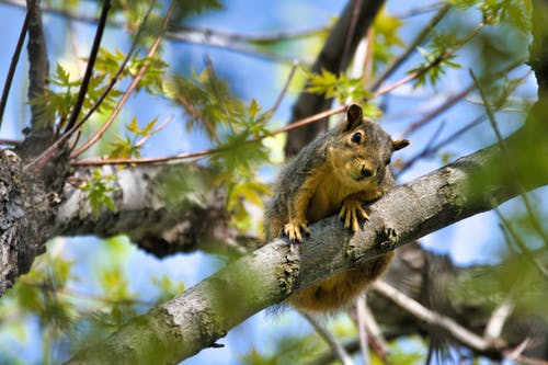棕色松鼠在树上 · 免费素材图片