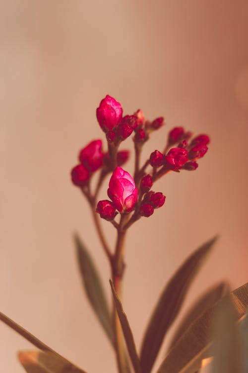 粉红色的花朵特写照片 · 免费素材图片
