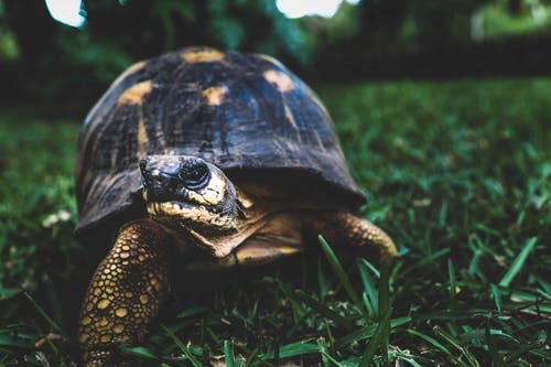 在绿色草地上的棕龟 · 免费素材图片