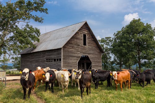 谷仓附近的牛 · 免费素材图片