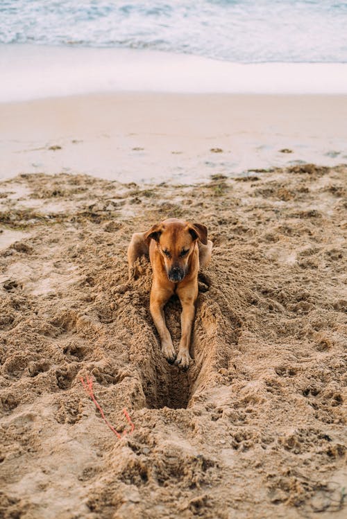 白天躺在岸上的狗 · 免费素材图片