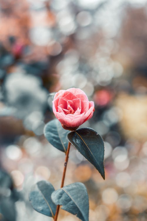 粉红花瓣花 · 免费素材图片