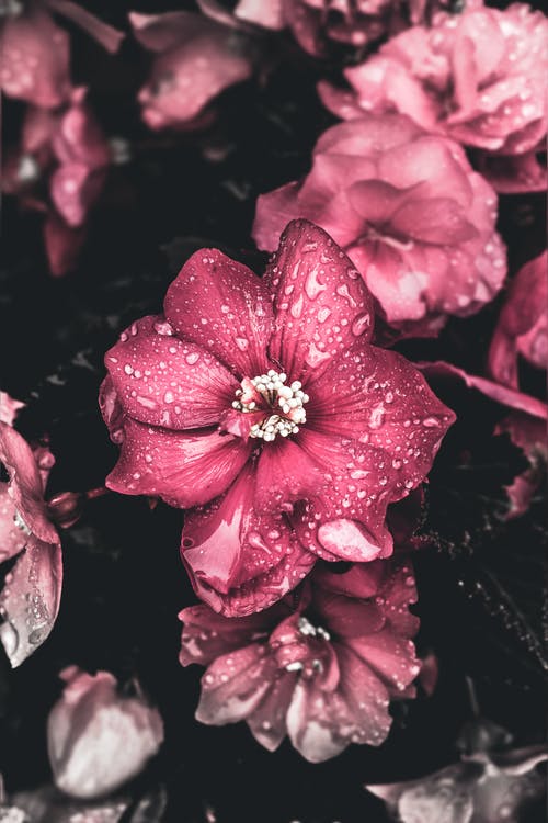 粉红色的花朵与水滴的近距离视图 · 免费素材图片
