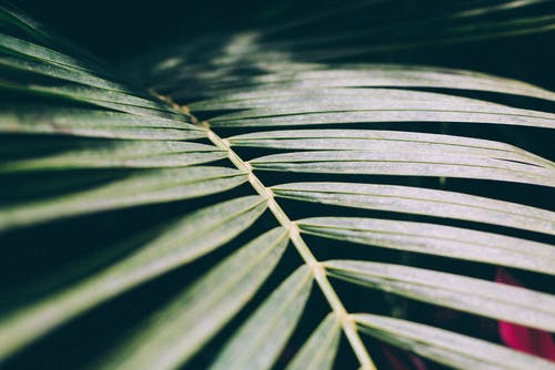 绿棕榈植物 · 免费素材图片