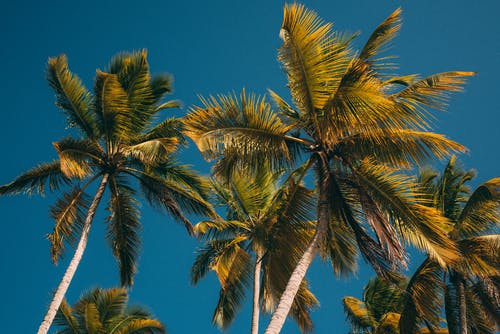 蓝蓝的天空下的绿色椰子树 · 免费素材图片