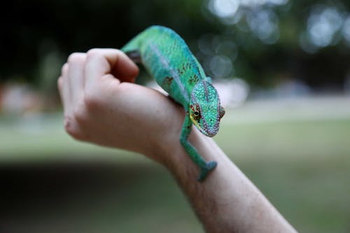 手上的绿色爬行动物 · 免费素材图片