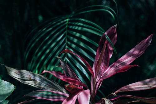 粉色和绿色线性叶植物 · 免费素材图片