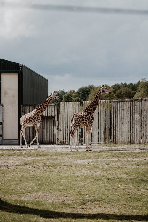 两只棕色的长颈鹿 · 免费素材图片