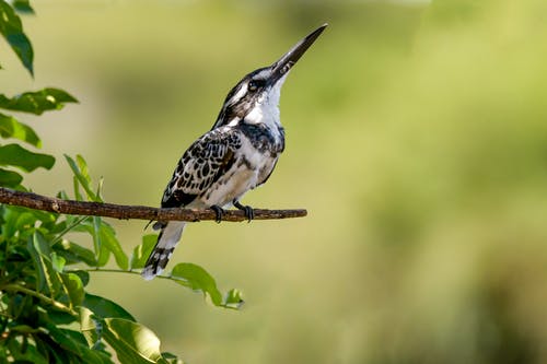毛啄木鸟 · 免费素材图片
