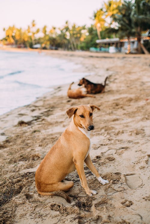 坐在海边的棕色狗的浅焦点照片 · 免费素材图片