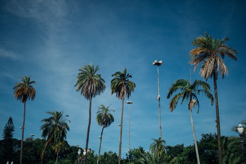 绿色椰子棕榈树 · 免费素材图片