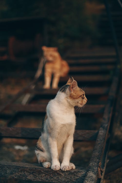 短毛猫视线的选择性聚焦照片 · 免费素材图片