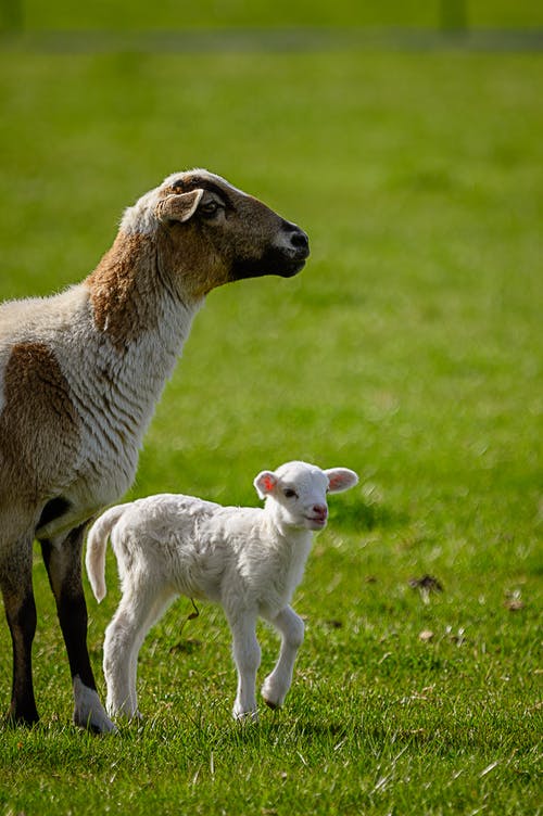 山羊和草地上的孩子 · 免费素材图片